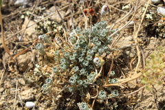 Odontarrhena obtusifolia