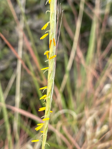 Trachypogon spicatus, 2026-10-13