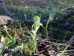 Pterostylis robusta