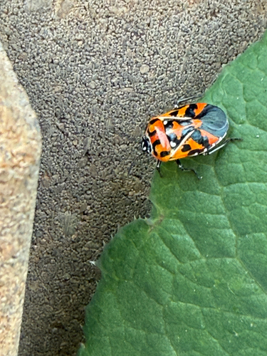 Harlequin Bug