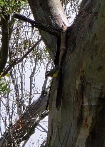 Falcunculus frontatus observed 2026-10-25