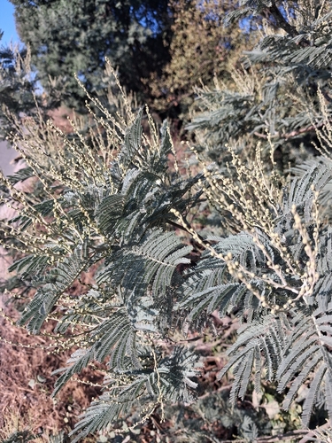 Acacia dealbata observed 2026-10-25