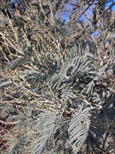 Acacia dealbata observed 2026-10-25