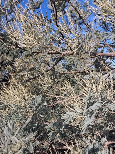 Acacia dealbata observed 2026-10-25