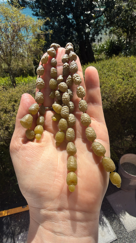 Hormosira banksii observed 2026-10-25