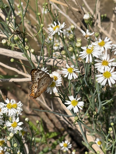 Chloracantha spinosissima