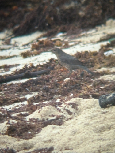 Monticola solitarius, 2026-10-26