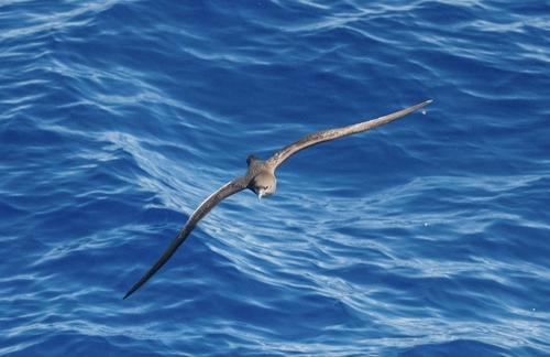 Puffinus pacificus observed 2026-10-25