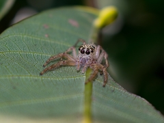 Colopsus