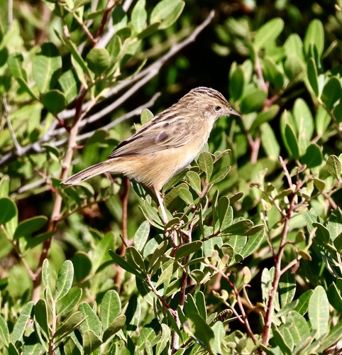 Cisticola juncidis, 2026-10-25