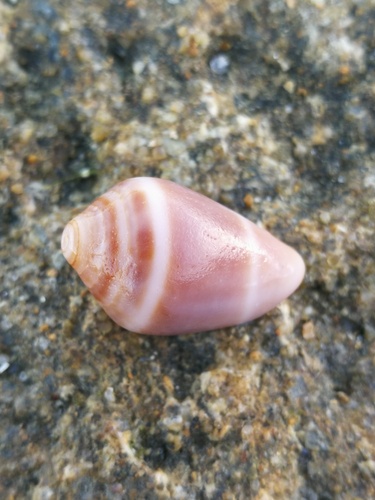 Conus ventricosus observed 2026-10-25