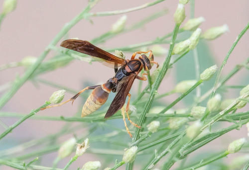 Comanche Paper Wasp