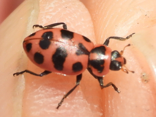 Spotted Pink Lady Beetle