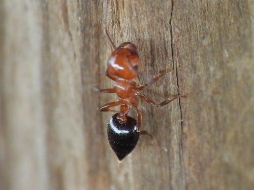 Shiny Acrobat Ant