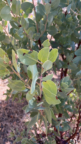 Arctostaphylos glauca observed 2026-10-24