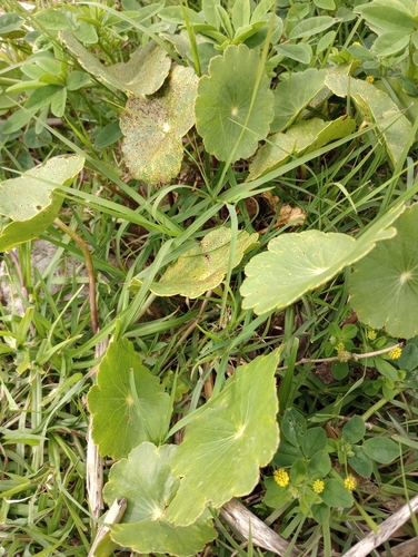 Hydrocotyle bonariensis observed 2026-10-25