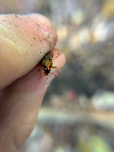 Vivid Metallic Ground Beetles