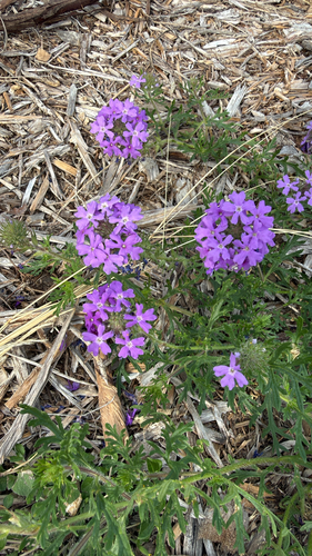 Dakota mock vervain