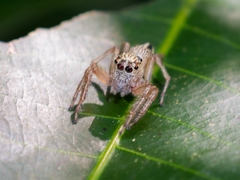 Colopsus