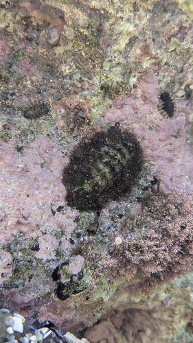 Mopalia muscosa, 2026-10-25