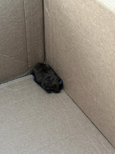Eptesicus fuscus observed 2026-10-25