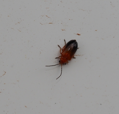 Monolepta observed 2026-10-25