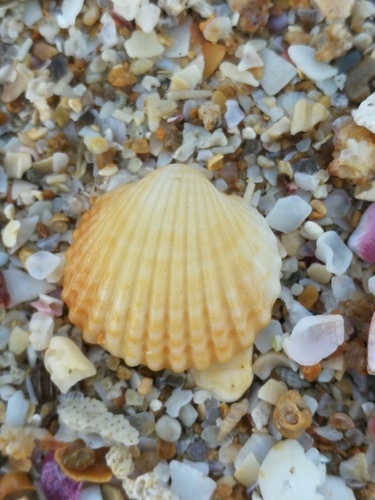 Acanthocardia tuberculata observed 2026-10-25