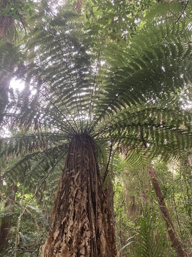 Dicksonia fibrosa observed 2026-10-25