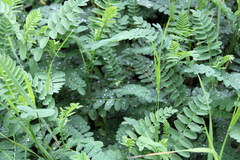 Astragalus glycyphyllos