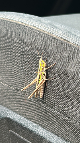 Admirable Grasshopper