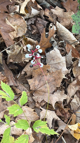 Actaea observed 2026-10-25