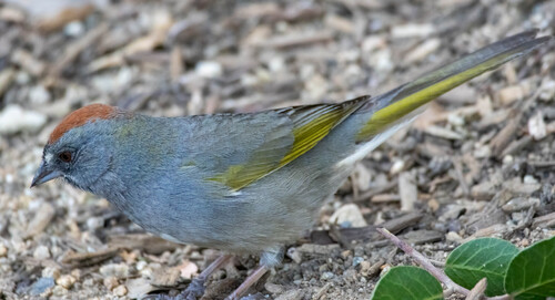 Green-tailed Towhee