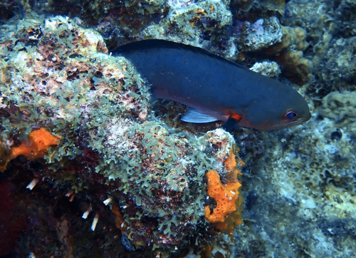 Bodianus observed 2026-10-25