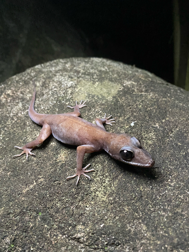 Gecko observed 2026-10-26