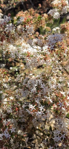 Calytrix, 2026-10-26
