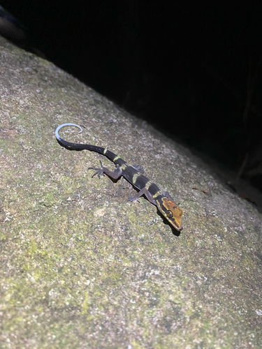 Gecko observed 2026-10-25