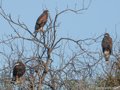 Harris's Hawk
