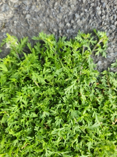 Lepidium didymum observed 2026-10-26