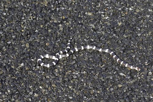 Vermicella annulata, 2026-10-26