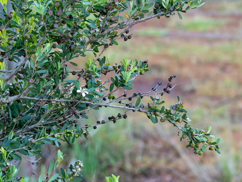 Leptospermum laevigatum observed 2026-10-26