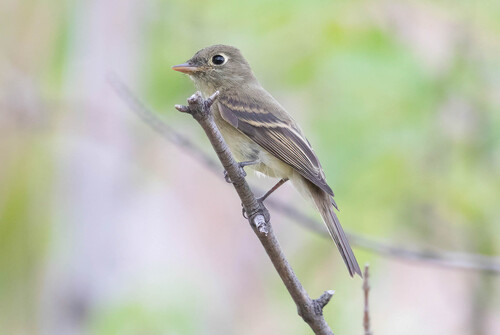 Western Flycatcher