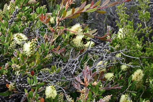 Melaleuca pallida observed 2026-10-20