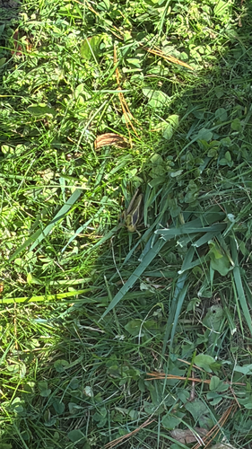 Two-striped Grasshopper