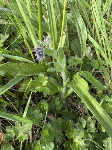 Myosotis discolor observed 2026-10-26
