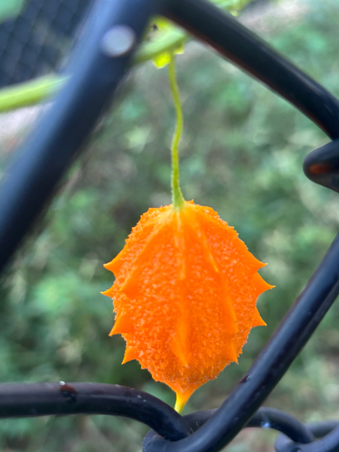 Momordica charantia observed 2026-10-25