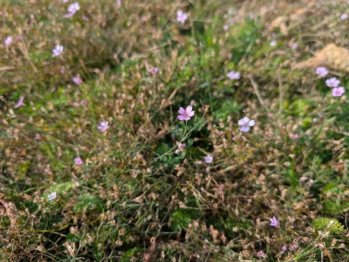 Petrorhagia saxifraga, 2026-10-25