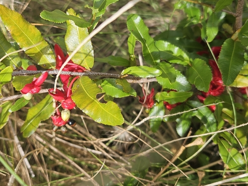 Ochna observed 2026-10-26