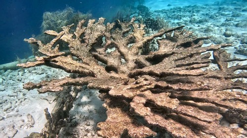 Acropora observed 2026-10-25