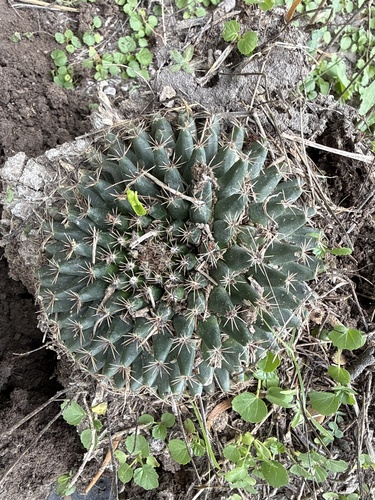 little nipple cactus