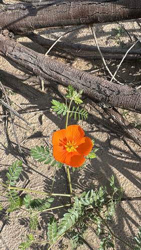 Arizona poppy